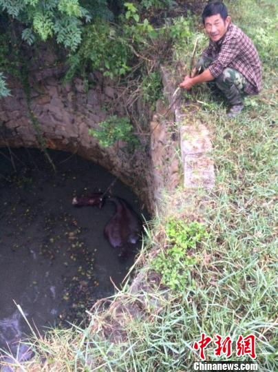 圖為大水牛掉進(jìn)13米深坑，民警消防灌水施救。