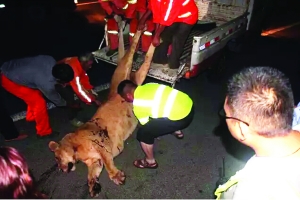 這頭母獅體態(tài)彪悍，重達(dá)400斤左右 網(wǎng)絡(luò)圖片　