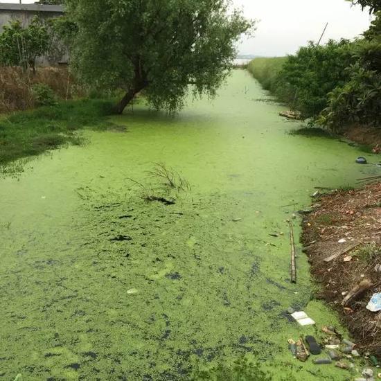 水污染現(xiàn)場(chǎng)，2015年7月 洞庭湖腹地湖南省安鄉(xiāng)縣安豐鄉(xiāng)出口洲社區(qū)房前屋后水網(wǎng)密布，但水污染嚴(yán)重水體發(fā)臭 新華社記者周楠攝