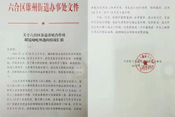 交匯點(diǎn)10月10日消息， 10日晚上，一則消息在南京人的朋友圈和微信群里瘋傳，網(wǎng)傳消息稱：六合雄州街道山北村一個(gè)農(nóng)莊私自養(yǎng)眼鏡蛇，幾天前突然跑出來了，估計(jì)二三百條。交匯點(diǎn)記者向六合區(qū)委宣傳部相關(guān)人士求證，證實(shí)了此事確實(shí)發(fā)生。