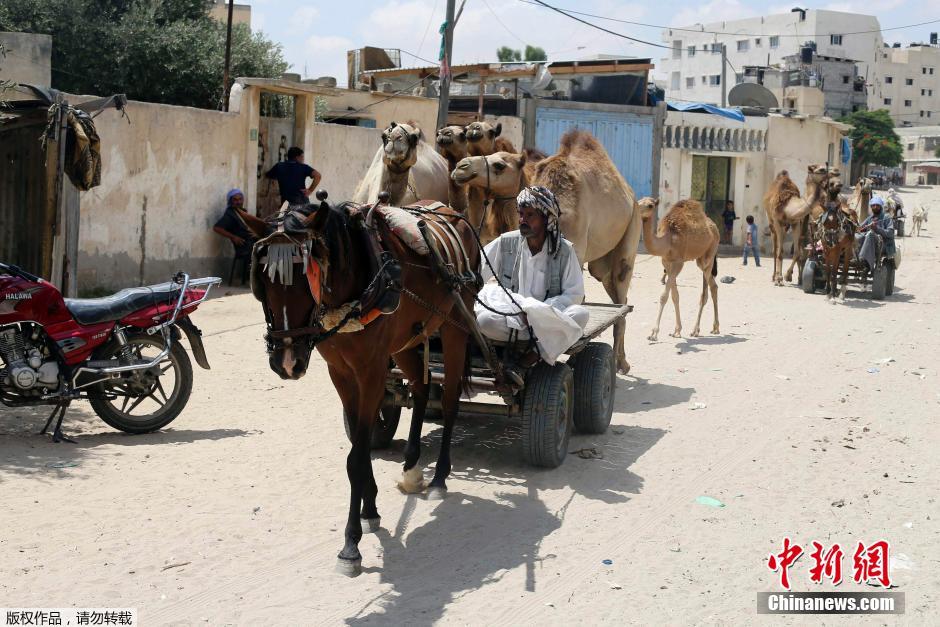 以色列對加沙發(fā)動地面進(jìn)攻 民眾攜羊群逃難