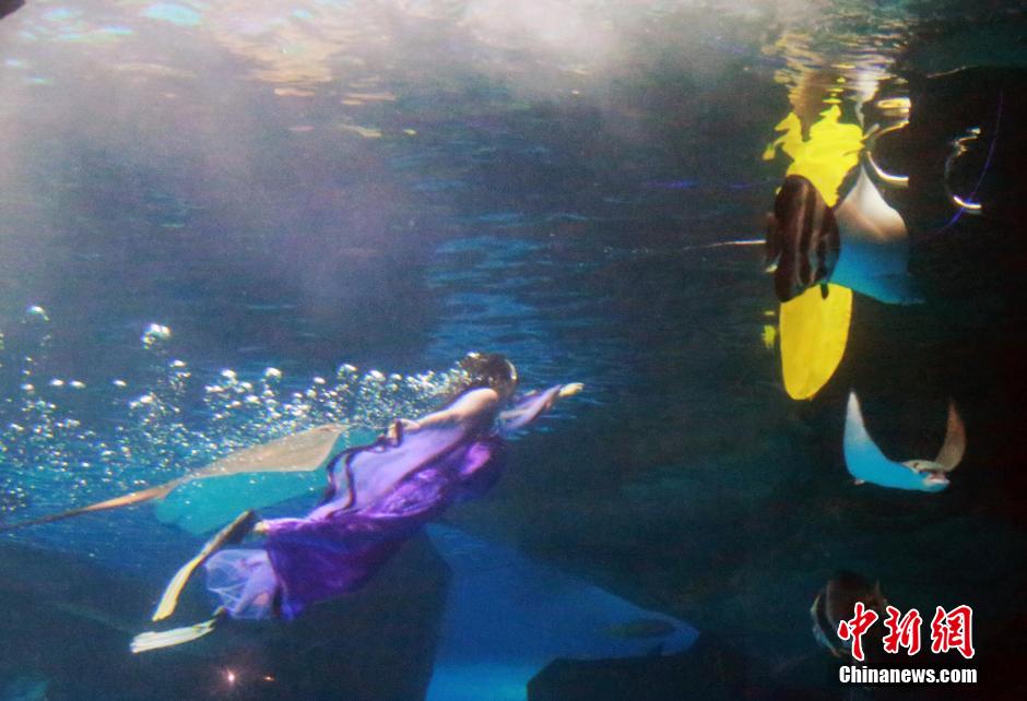 9月7日，在中秋節(jié)到來前一天，山東泉城海洋極地世界為游客帶來“嫦娥水中奔月”表演。