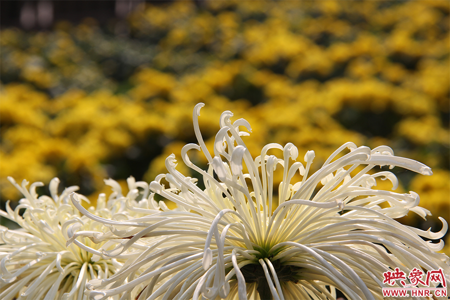 菊花飄香。