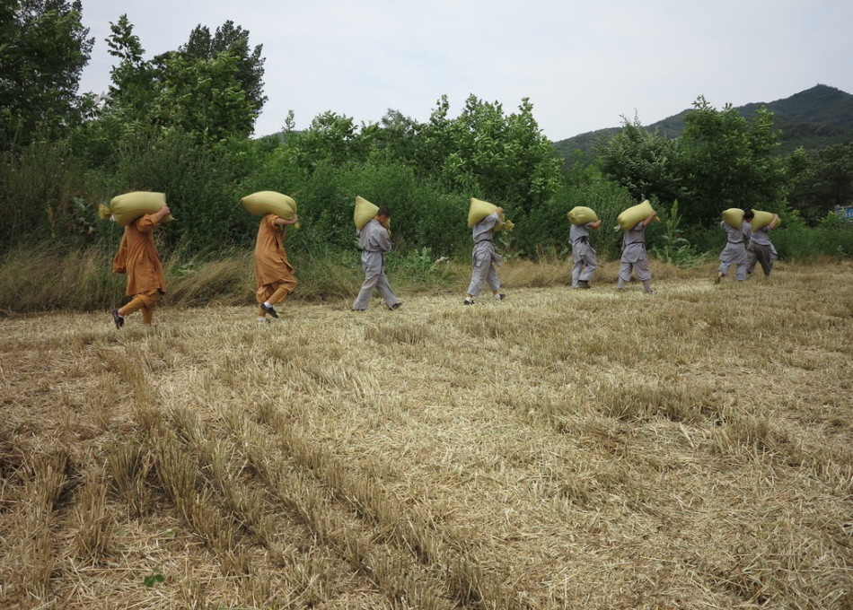 武僧在田間肩扛糧食。