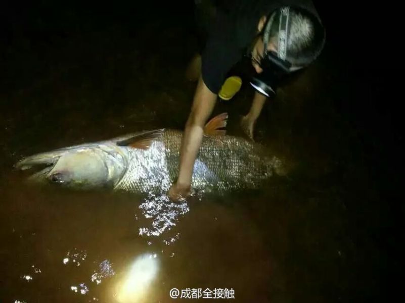 圖為父子倆發(fā)現(xiàn)大魚(yú)。