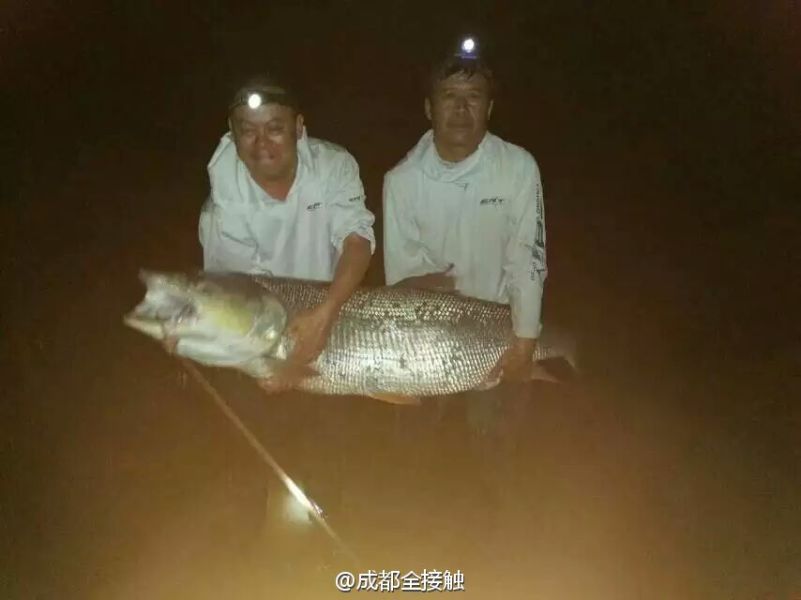 　圖為大魚(yú)需要兩個(gè)人抱起。