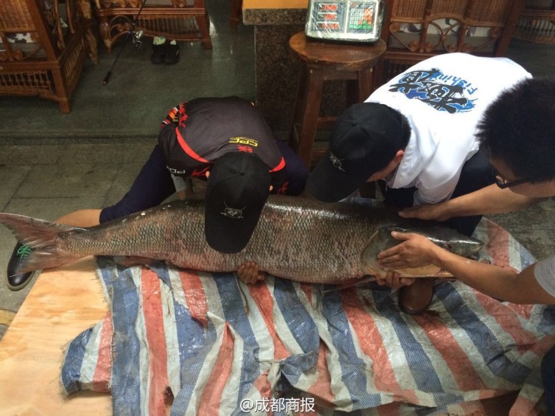 圖為父子倆翻動(dòng)大魚(yú)。