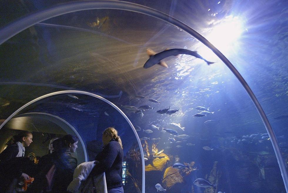 游人們穿梭在海底隧道。