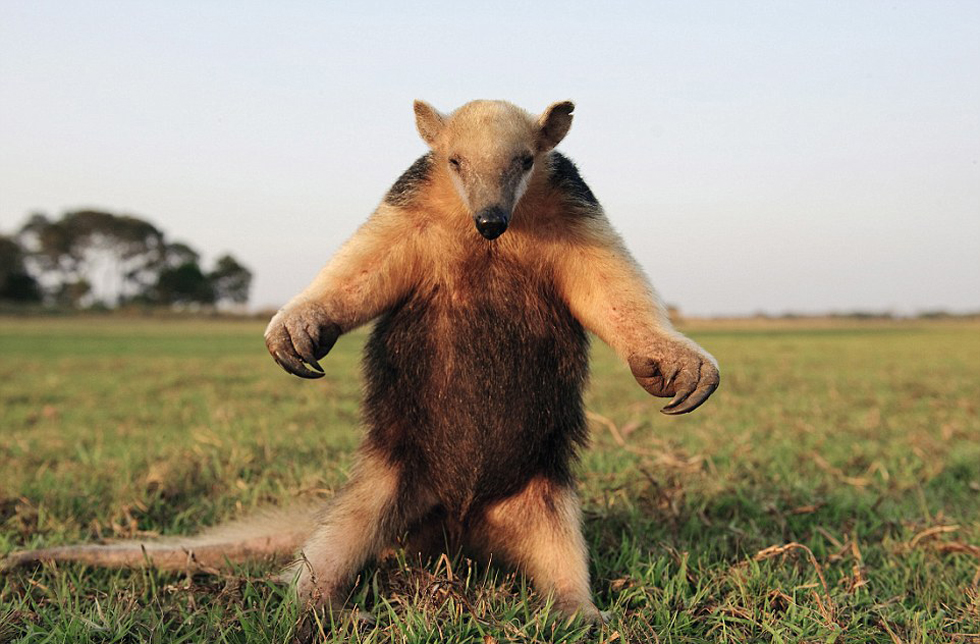 腿站立并不斷拍打胸脯向吉普車發(fā)出警告的食蟻獸。
