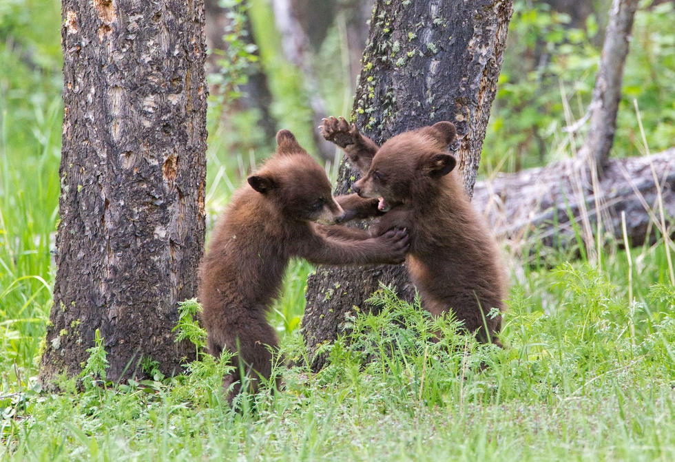 兩只萌噠噠的小熊在一顆大樹下玩躲貓貓，一會(huì)突然跳出來嚇唬對(duì)方，一會(huì)對(duì)著彼此做鬼臉，逗趣模樣讓人忍不住捧腹大笑。