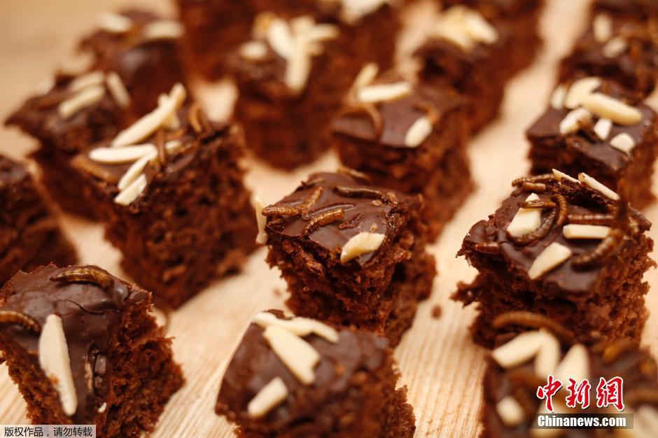 奧地利美女發(fā)明昆蟲(chóng)飼養(yǎng)皿