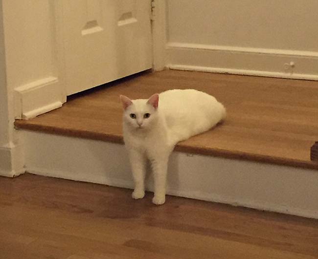 喵星人奇葩坐姿遭惡搞 網(wǎng)友腦洞大開(kāi) 喵星人奇葩坐姿遭惡搞 網(wǎng)友腦洞大開(kāi)