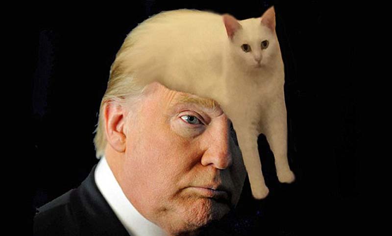 喵星人奇葩坐姿遭惡搞 網(wǎng)友腦洞大開(kāi) 喵星人奇葩坐姿遭惡搞 網(wǎng)友腦洞大開(kāi)