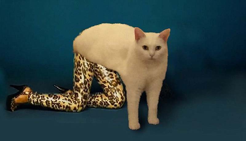 喵星人奇葩坐姿遭惡搞 網(wǎng)友腦洞大開(kāi) 喵星人奇葩坐姿遭惡搞 網(wǎng)友腦洞大開(kāi)