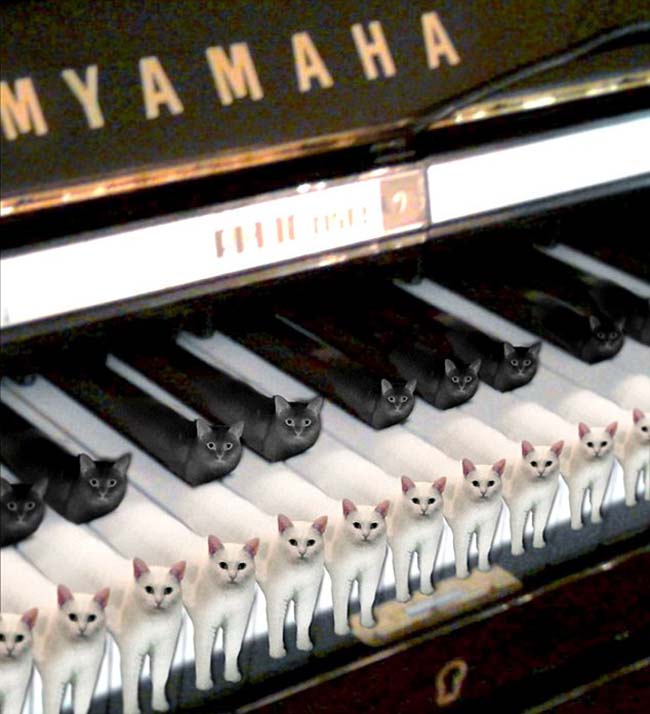 喵星人奇葩坐姿遭惡搞 網(wǎng)友腦洞大開(kāi) 喵星人奇葩坐姿遭惡搞 網(wǎng)友腦洞大開(kāi)