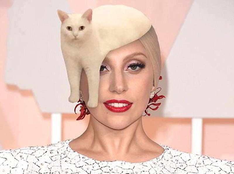 喵星人奇葩坐姿遭惡搞 網(wǎng)友腦洞大開(kāi) 喵星人奇葩坐姿遭惡搞 網(wǎng)友腦洞大開(kāi)