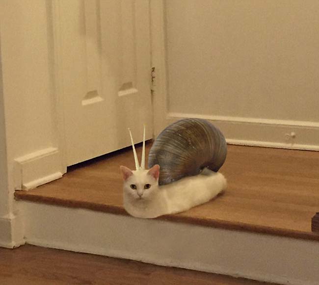 喵星人奇葩坐姿遭惡搞 網(wǎng)友腦洞大開(kāi) 喵星人奇葩坐姿遭惡搞 網(wǎng)友腦洞大開(kāi)