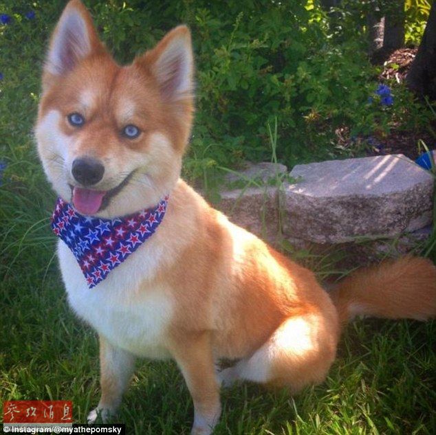 狐貍還是狗？藍(lán)眼睛萌寵走紅網(wǎng)絡(luò)