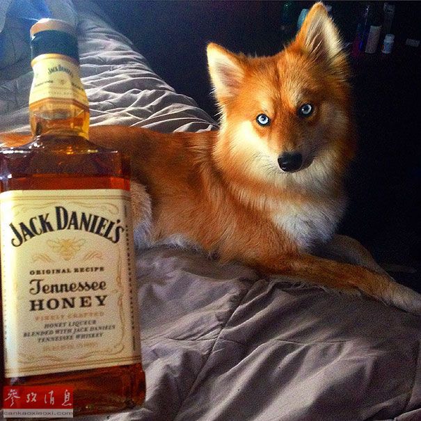 狐貍還是狗？藍(lán)眼睛萌寵走紅網(wǎng)絡(luò)