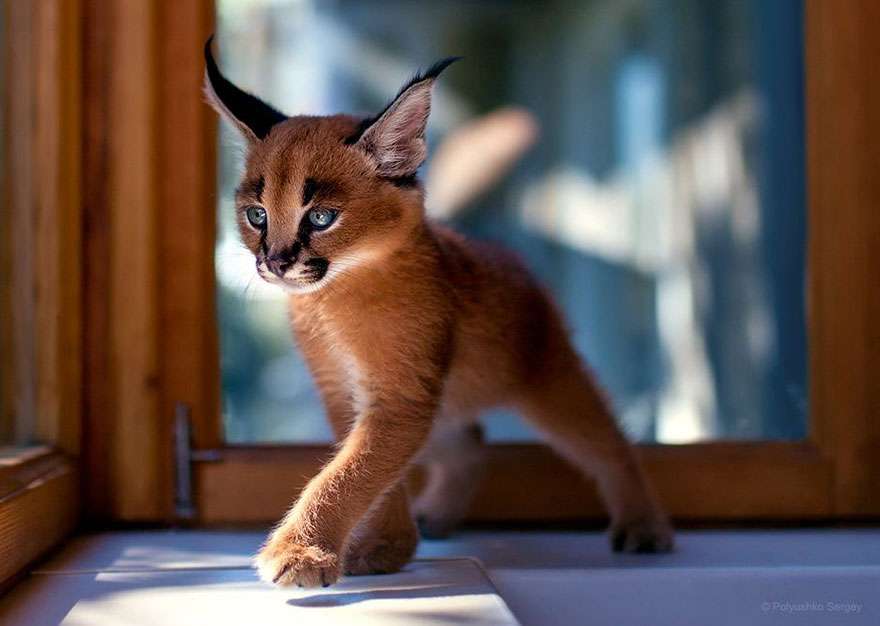 它們都是表情帝！一組不可思議的動物肖像