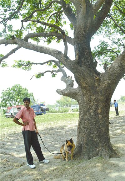 兩名少女在這棵樹上被吊死。
