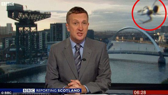 BBC直播被覓食蜘蛛搶鏡 投影作用放大數倍