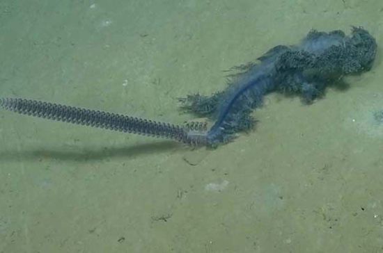 罕見(jiàn)紫色管水母現(xiàn)身墨西哥灣(圖) 罕見(jiàn)紫色管水母現(xiàn)身墨西哥灣(圖)