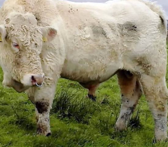 同性戀公牛逃脫死劫 著名動(dòng)畫制作人伸援手