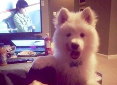 已經(jīng)被他人領養(yǎng)的Bosco。（加拿大《世界日報》援引CBC）