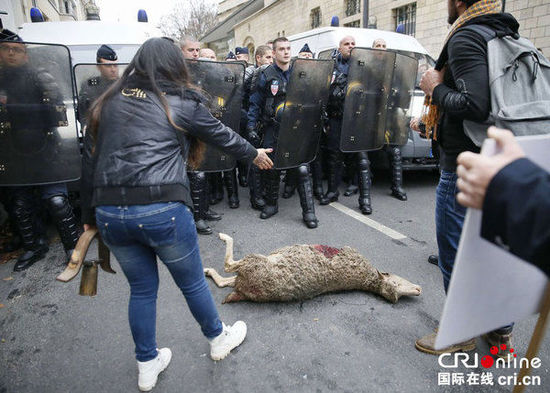 　　當(dāng)?shù)貢r間2014年11月27日，法國巴黎，法國農(nóng)民帶綿羊在埃菲爾鐵塔附近抗議，要求環(huán)保部門采取有效措施解決狼群襲擊羊群問題?！D片來源：TRICK KOVARIK/CFP