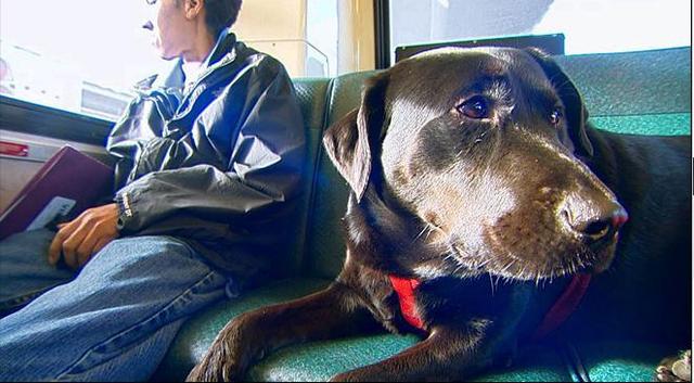 伊柯麗斯(Eclipse)搭乘公車。