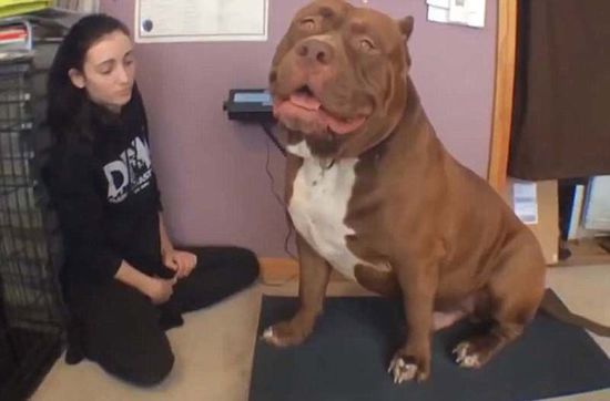 “浩克”體重約79公斤，或?yàn)槭澜缱钆诸^牛犬