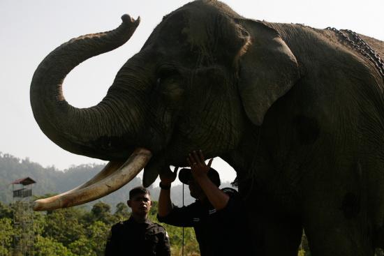 圖為大象巡邏隊(duì)里的大象。來源：法新社。