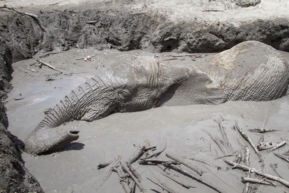 肯尼亞用挖掘機救身陷泥坑大象 肯尼亞用挖掘機救身陷泥坑大象