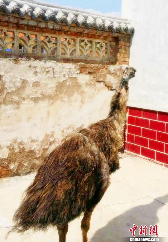 山西古縣澳洲鴕鳥“越獄” 無(wú)人機(jī)搜尋未果(圖)