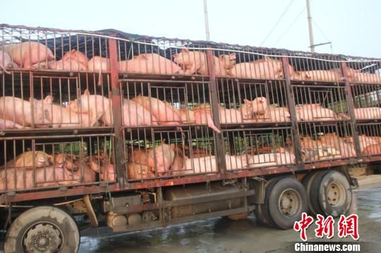 運(yùn)豬車(chē)追尾拋錨 生豬熱得吐白沫