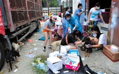 昨日下午，志愿者對攔截下來的狗逐一檢查，分類進(jìn)行管理。新京報(bào)記者 吳江 攝