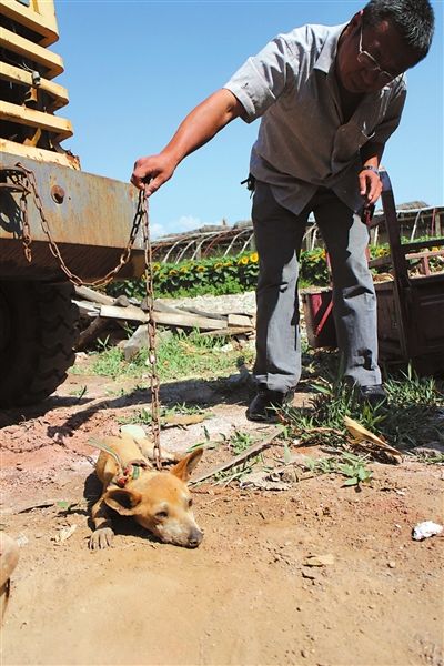 西夏區(qū)農(nóng)牧局工作人員在仔細觀察該動物。 西夏區(qū)農(nóng)牧局工作人員在仔細觀察該動物。