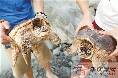 楊先生買來的鱷龜有很強的攻擊性。見習記者 雷鍵 攝