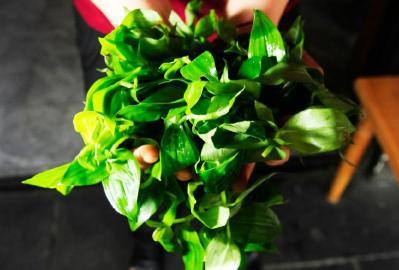 四川多個(gè)景區(qū)農(nóng)家樂賣不明野菜 野芹毒芹分不清 四川多個(gè)景區(qū)農(nóng)家樂賣不明野菜 野芹毒芹分不清