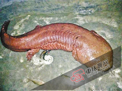 巫山抱龍鎮(zhèn)的超級娃娃魚。