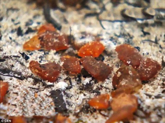 波羅的海的一場(chǎng)暴風(fēng)雨將琥珀卷到了岸上，這里包攬了全球90%的琥珀產(chǎn)量。