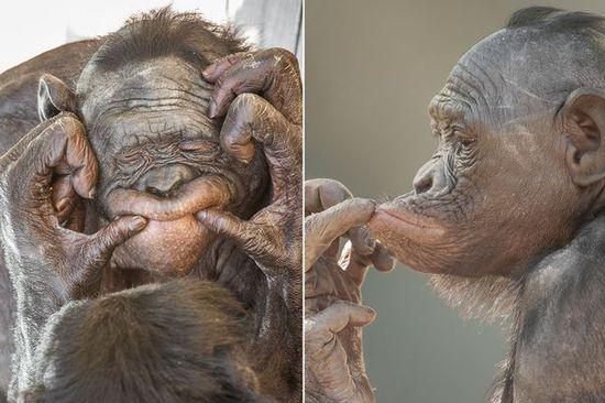 黑猩猩擺各種姿勢拍照。