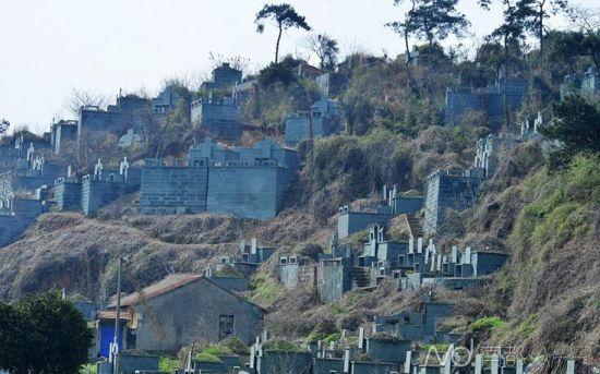 浙江紹興墓群為復綠遭刷綠漆 當?shù)胤Q因難種樹(圖)