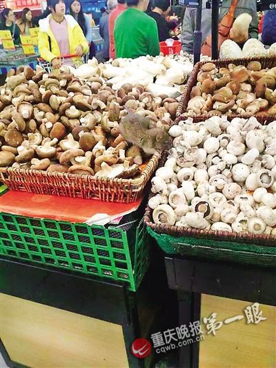 周小姐拍到的老鼠 周小姐拍到的老鼠