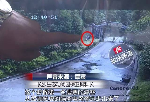 2女1男為逃票翻墻進(jìn)動物園 落地時周圍站了7只虎 2女1男為逃票翻墻進(jìn)動物園 落地時周圍站了7只虎