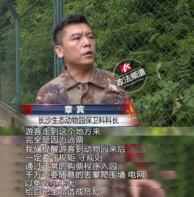 2女1男為逃票翻墻進(jìn)動物園 落地時周圍站了7只虎 2女1男為逃票翻墻進(jìn)動物園 落地時周圍站了7只虎