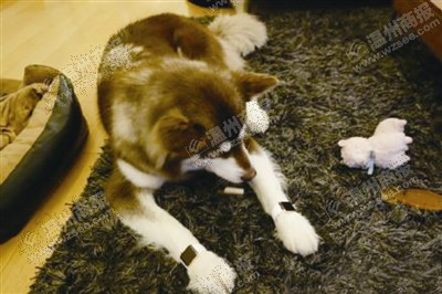 說到蘋果表，昨天的網(wǎng)友大為感嘆：人比人，氣死人了。不！是人比狗，氣死人。