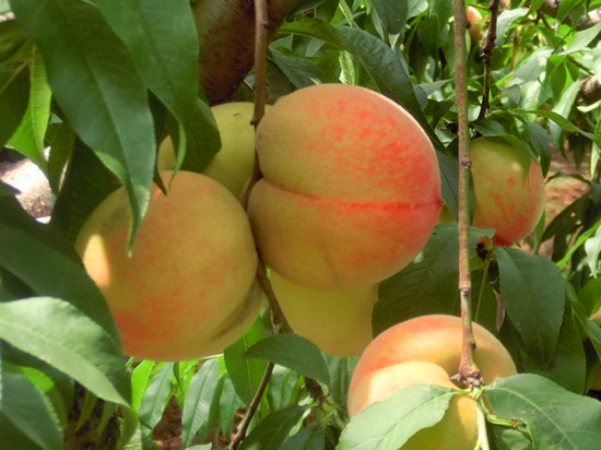 緣在七夕?愛(ài)在芒碭