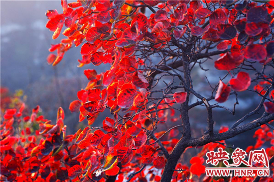 2014年第五屆嵩山紅葉節(jié)將于10月26日盛大開(kāi)幕